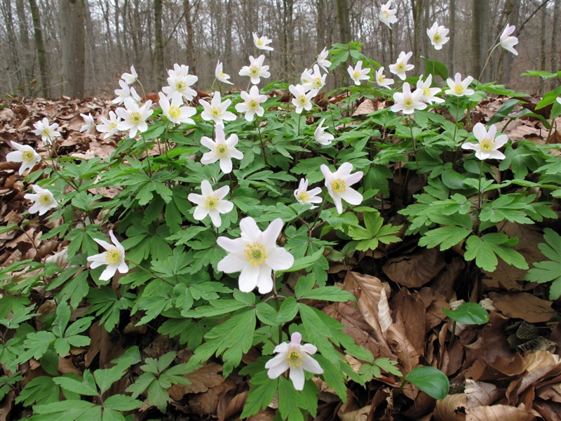 Frühblüher 9